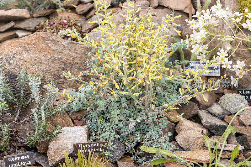 常绿高山“Celmisia ramulosa”在英国伦敦